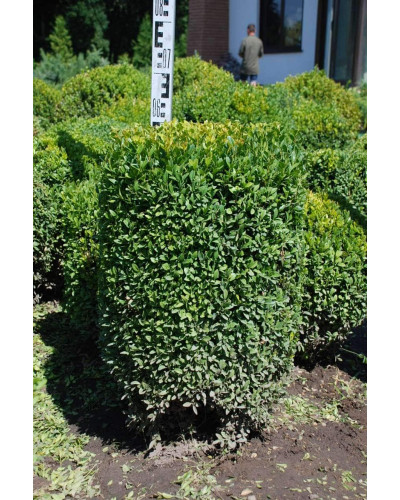 Самшит вічнозелений Топіар | Buxus sempervirens Topiar | Самшит вечнозелёный Топиар