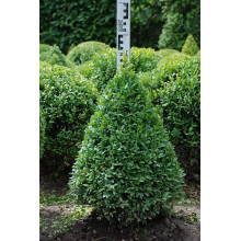 Самшит вічнозелений Топіар | Buxus sempervirens Topiar | Самшит вечнозелёный Топиар