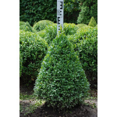 Самшит вічнозелений Топіар | Buxus sempervirens Topiar | Самшит вечнозелёный Топиар
