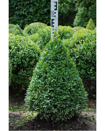 Самшит вічнозелений Топіар | Buxus sempervirens Topiar | Самшит вечнозелёный Топиар