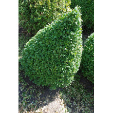 Самшит вічнозелений Топіар | Buxus sempervirens Topiar | Самшит вечнозелёный Топиар