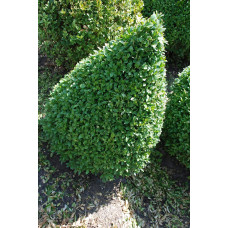 Самшит вічнозелений Топіар | Buxus sempervirens Topiar | Самшит вечнозелёный Топиар