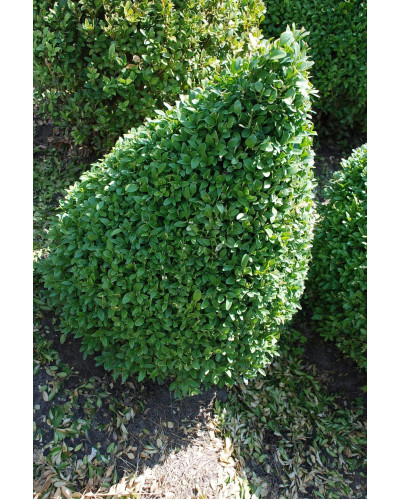 Самшит вічнозелений Топіар | Buxus sempervirens Topiar | Самшит вечнозелёный Топиар