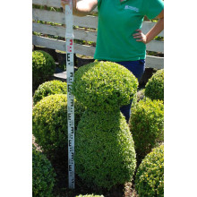 Самшит вічнозелений Топіар | Buxus sempervirens Topiar | Самшит вечнозелёный Топиар