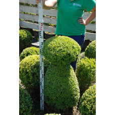 Самшит вічнозелений Топіар | Buxus sempervirens Topiar | Самшит вечнозелёный Топиар