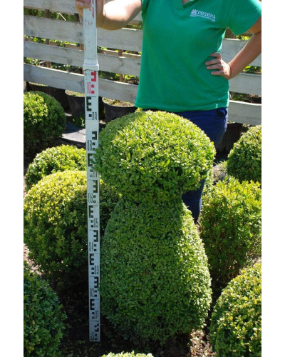 Самшит вічнозелений Топіар | Buxus sempervirens Topiar | Самшит вечнозелёный Топиар