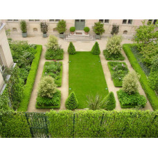 Самшит вічнозелений Топіар | Buxus sempervirens Topiar | Самшит вечнозелёный Топиар