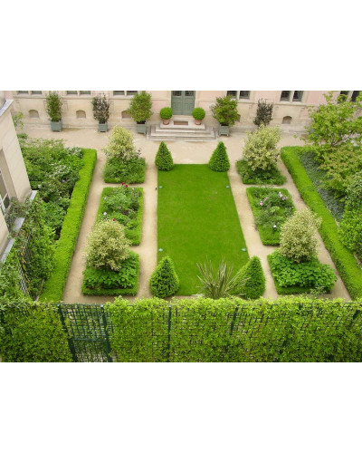 Самшит вічнозелений Топіар | Buxus sempervirens Topiar | Самшит вечнозелёный Топиар