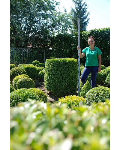 Самшит вічнозелений Топіар | Buxus sempervirens Topiar | Самшит вечнозелёный Топиар