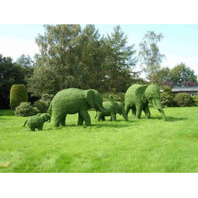 Самшит вічнозелений Топіар | Buxus sempervirens Topiar | Самшит вечнозелёный Топиар