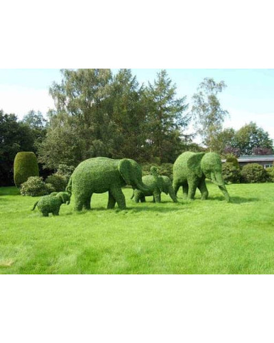 Самшит вічнозелений Топіар | Buxus sempervirens Topiar | Самшит вечнозелёный Топиар