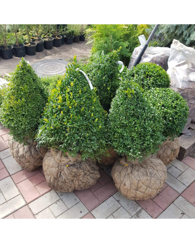 Самшит вічнозелений Топіар | Buxus sempervirens Topiar | Самшит вечнозелёный Топиар
