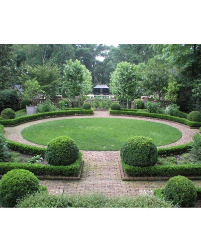 Самшит вічнозелений Топіар | Buxus sempervirens Topiar | Самшит вечнозелёный Топиар