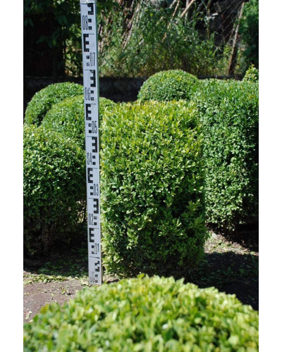 Самшит вічнозелений Топіар | Buxus sempervirens Topiar | Самшит вечнозелёный Топиар