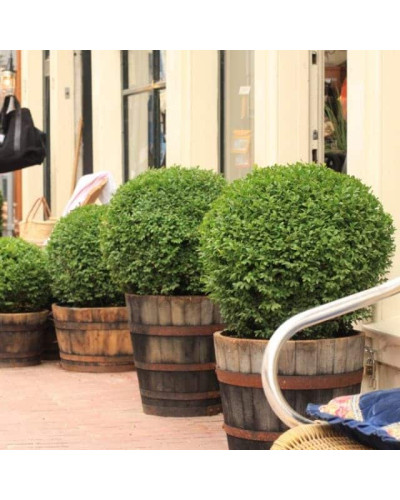 Самшит вічнозелений Топіар | Buxus sempervirens Topiar | Самшит вечнозелёный Топиар