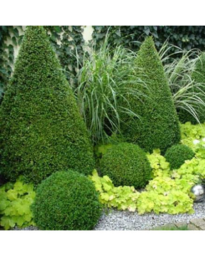 Самшит вічнозелений Топіар | Buxus sempervirens Topiar | Самшит вечнозелёный Топиар