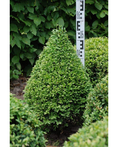 Самшит вічнозелений Топіар | Buxus sempervirens Topiar | Самшит вечнозелёный Топиар