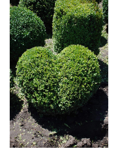 Самшит вічнозелений Топіар | Buxus sempervirens Topiar | Самшит вечнозелёный Топиар