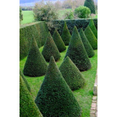 Самшит вічнозелений Топіар (Конус) | Buxus sempervirens Topiar (Cone) | Самшит вечнозеленый Топиар (Конус)