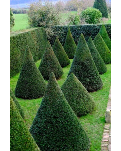 Самшит вічнозелений Топіар (Конус) | Buxus sempervirens Topiar (Cone) | Самшит вечнозеленый Топиар (Конус)