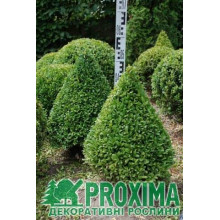 Самшит вічнозелений Топіар (Конус) | Buxus sempervirens Topiar (Cone) | Самшит вечнозеленый Топиар (Конус)