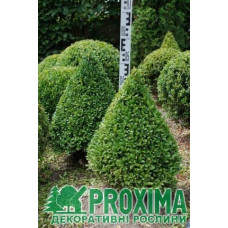 Самшит вічнозелений Топіар (Конус) | Buxus sempervirens Topiar (Cone) | Самшит вечнозеленый Топиар (Конус)