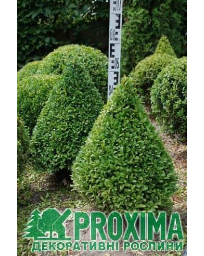 Самшит вічнозелений Топіар (Конус) | Buxus sempervirens Topiar (Cone) | Самшит вечнозеленый Топиар (Конус)