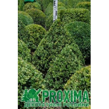 Самшит вічнозелений Топіар (Конус) | Buxus sempervirens Topiar (Cone) | Самшит вечнозеленый Топиар (Конус)