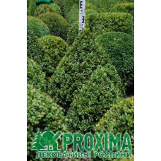 Самшит вічнозелений Топіар (Конус) | Buxus sempervirens Topiar (Cone) | Самшит вечнозеленый Топиар (Конус)