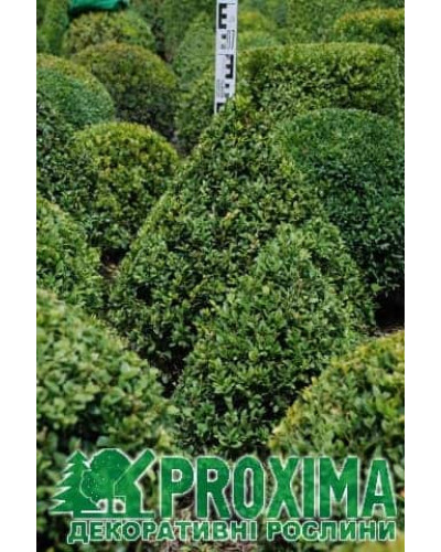 Самшит вічнозелений Топіар (Конус) | Buxus sempervirens Topiar (Cone) | Самшит вечнозеленый Топиар (Конус)