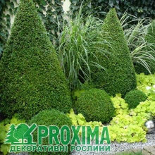 Самшит вічнозелений Топіар (Конус) | Buxus sempervirens Topiar (Cone) | Самшит вечнозеленый Топиар (Конус)