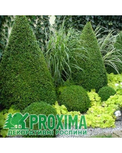 Самшит вічнозелений Топіар (Конус) | Buxus sempervirens Topiar (Cone) | Самшит вечнозеленый Топиар (Конус)