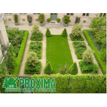 Самшит вічнозелений Топіар (Конус) | Buxus sempervirens Topiar (Cone) | Самшит вечнозеленый Топиар (Конус)