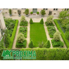 Самшит вічнозелений Топіар (Конус) | Buxus sempervirens Topiar (Cone) | Самшит вечнозеленый Топиар (Конус)