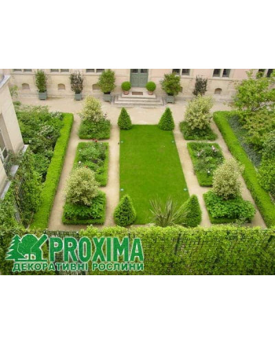 Самшит вічнозелений Топіар (Конус) | Buxus sempervirens Topiar (Cone) | Самшит вечнозеленый Топиар (Конус)