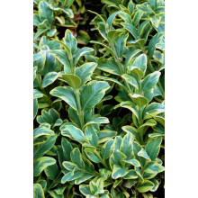 Самшит вічнозелений Маргіната | Самшит вечнозелёный Маргината | Buxus sempervirens Marginata