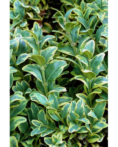 Самшит вічнозелений Маргіната | Самшит вечнозелёный Маргината | Buxus sempervirens Marginata