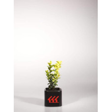 Самшит вічнозелений Маргіната | Самшит вечнозелёный Маргината | Buxus sempervirens Marginata