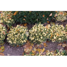Самшит вічнозелений Маргіната | Самшит вечнозелёный Маргината | Buxus sempervirens Marginata