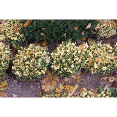 Самшит вічнозелений Маргіната | Самшит вечнозелёный Маргината | Buxus sempervirens Marginata