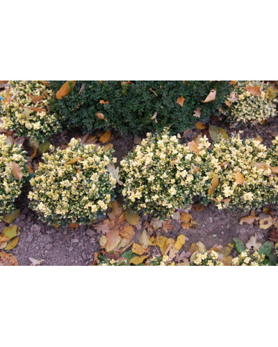 Самшит вічнозелений Маргіната | Самшит вечнозелёный Маргината | Buxus sempervirens Marginata
