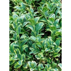 Самшит вічнозелений Маргіната | Самшит вечнозелёный Маргината | Buxus sempervirens Marginata