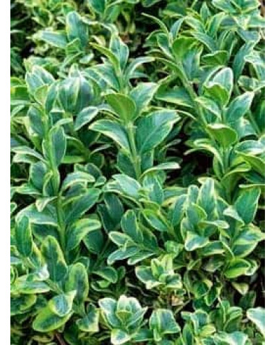 Самшит вічнозелений Маргіната | Самшит вечнозелёный Маргината | Buxus sempervirens Marginata