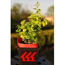 Самшит вічнозелений Маргіната | Самшит вечнозелёный Маргината | Buxus sempervirens Marginata