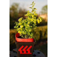 Самшит вічнозелений Маргіната | Самшит вечнозелёный Маргината | Buxus sempervirens Marginata
