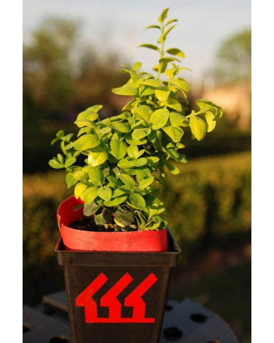 Самшит вічнозелений Маргіната | Самшит вечнозелёный Маргината | Buxus sempervirens Marginata