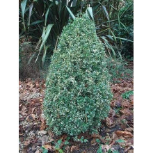 Самшит вічнозелений Маргіната | Самшит вечнозелёный Маргината | Buxus sempervirens Marginata