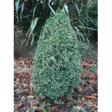 Самшит вічнозелений Маргіната | Самшит вечнозелёный Маргината | Buxus sempervirens Marginata