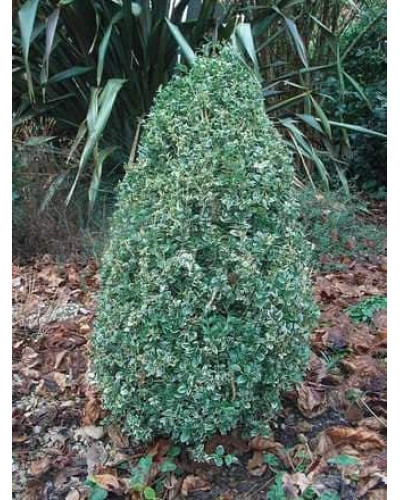 Самшит вічнозелений Маргіната | Самшит вечнозелёный Маргината | Buxus sempervirens Marginata