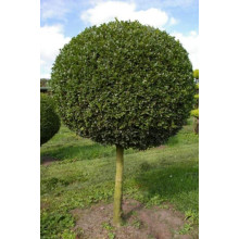 Самшит вічнозелений КУЛЯ на штамбі | Buxus sempervirens ball on shtambe | Самшит вечнозелёный ШАР на штамбе